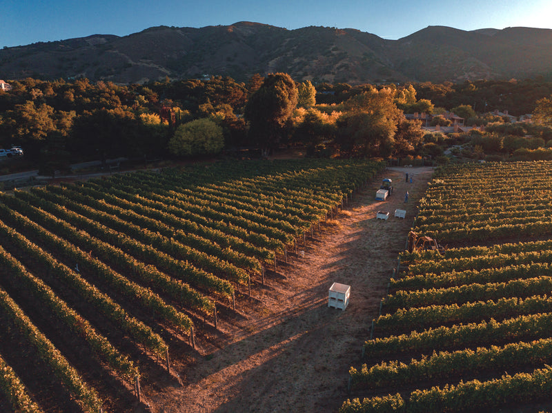 Our Wines